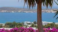 Aloe Paros Suites And Studios Drios Exteriör bild